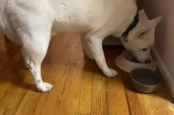 Found pets New York, photo: Found Dog: White & Tan, Extra Claw - NY