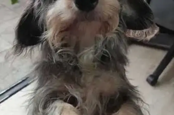 Lost Dachshund Mix: Bedok North Rd