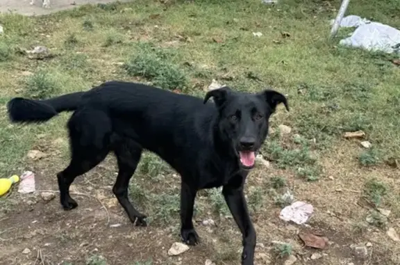 Lost pets Dallas, photo: Lost Black German Shepherd in Dallas