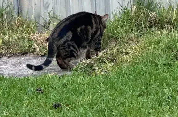 Found pets Blacktown, photo: Help Find Home for Friendly Tabby Cat