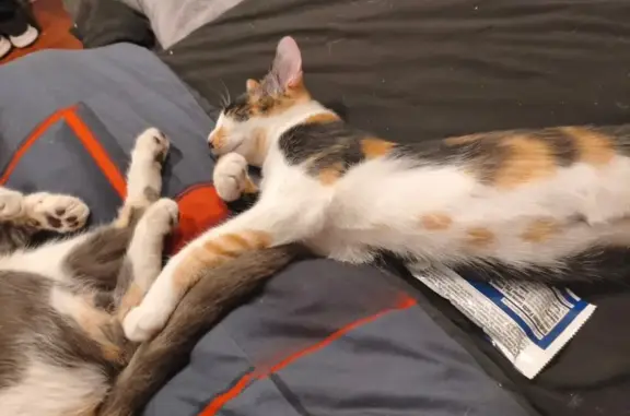 Lost pets Davie, photo: Missing Calico Cat in Emerald Lakes, Davie