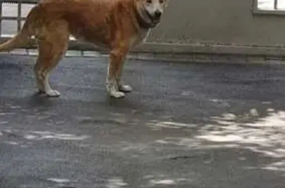 Lost Light Brown Dog: Found in Westville