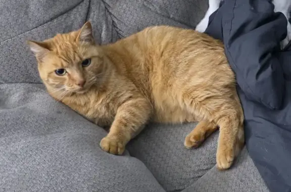 Lost Orange Cat: 4-Year-Old with Green Tattoo