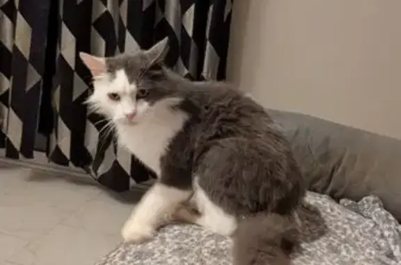 Chat perdu, Celles-sur-Belle, photo: Chat blanc et gris perdu à Celles-sur-Belle