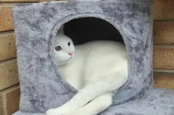 Missing cat Port Adelaide Enfield, photo: Lost Deaf Cat: White with Red Collar