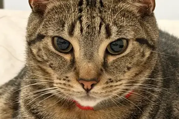 Missing cat Adelaide, photo: Lost Grey Tabby with Red Collar in Adelaide