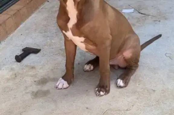 Lost Pitbull Found in Melbourn...