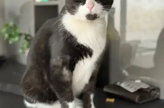 Animaux perdus Montargis, photo: Chat perdu, secteur Gambetta, Montargis