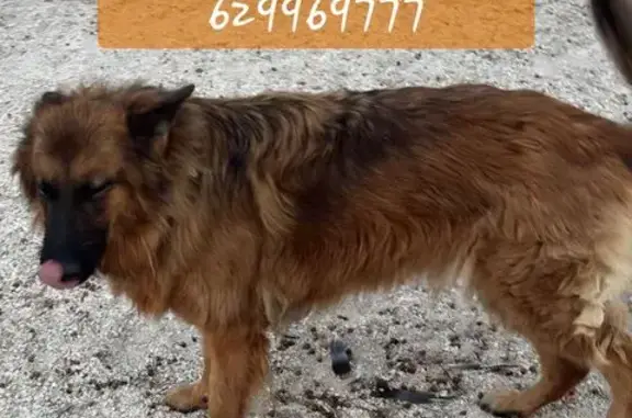 Perro Perdido en Yecla: Pastor Alemán Canela