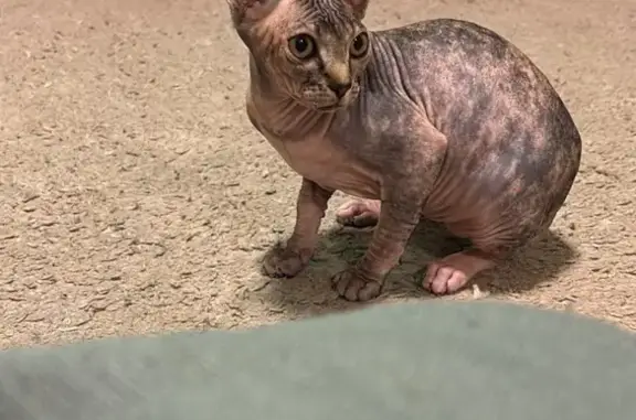 Gata Perdida: Grisácea con Ojos Verdes en Algeciras