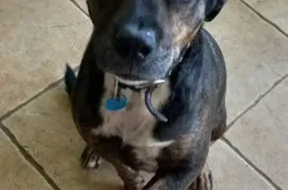 Lost: Portly Bull Arab on Sunshine Coast