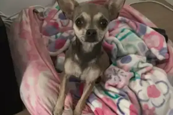 Help Find Chyna: Stolen Chihuahua 5108