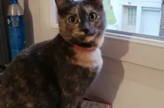 Chat perdu, Olivet, photo: Chat perdue Écaille, pucée, Rue Héme Olivet