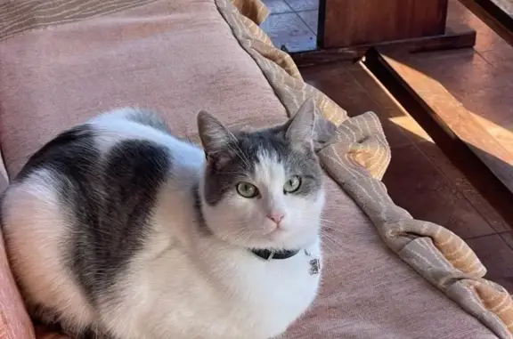 Зникла кішка: біло-сіра, винагорода!