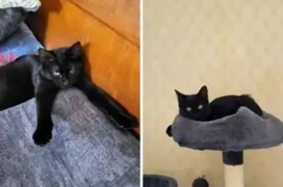 Chatte noire perdue, yeux jaunes, Ermont - photo
