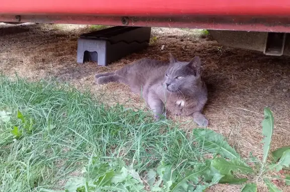 Chat gris perdu à Monflanquin, 8 ans, sociable - photo