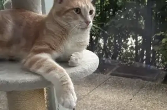 Chat roux trouvé à Orléans, très doux - photo