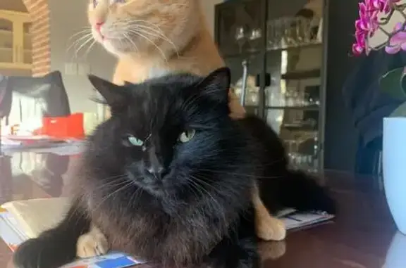 Animaux perdus Drefféac, photo: Chat noir perdu à Drefféac, poils longs