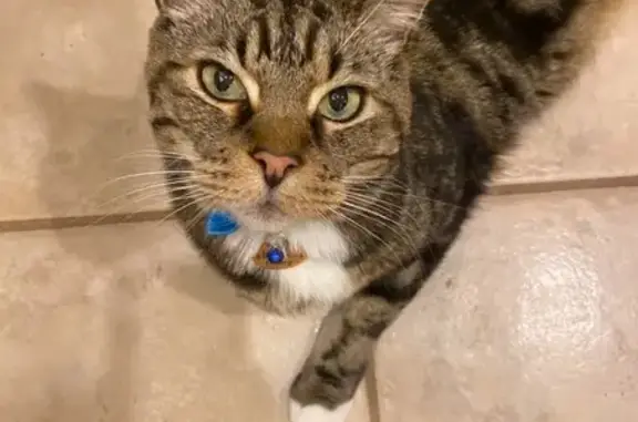 Friendly Tabby Lost Near NE 195th, Woodinville