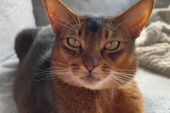 Lost Cat: Angus Missing in Cooranbong