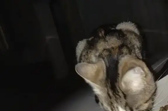 Animaux trouvés Montélimar, photo: Chat trouvé craintif et câlin à Montélimar