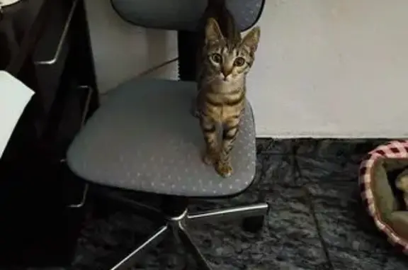 ¡Ayuda! Gata atigrada perdida en Roquetas