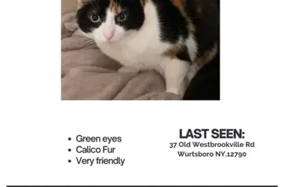 Lost Calico Cat on Old Westbrookville Rd