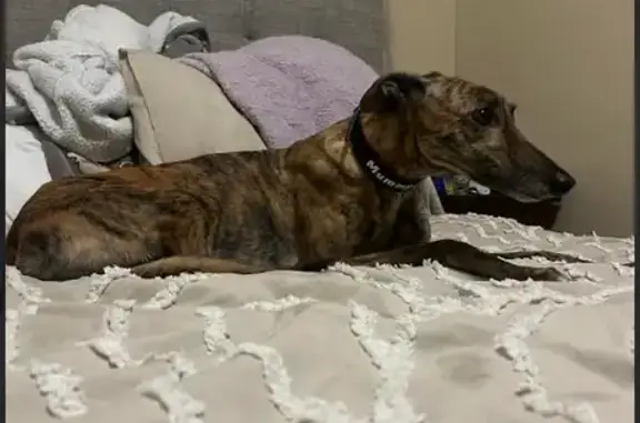Lost Brindle Dog: 'Mummy Mordy' Collar