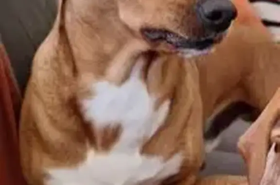 Chien perdu , photo : Pinscher croisé perdu, craintif, Juillac-le-Coq