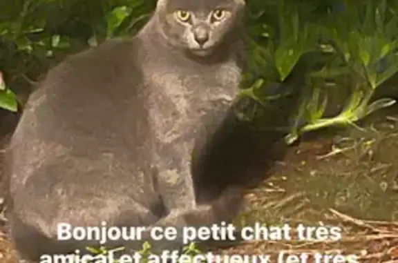 Animaux trouvés , photo: Chatte grise affectueuse trouvée à Beaumont