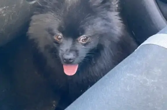 Chien trouvé Gréasque, photo: Chien Loulou suit et monte en voiture à Gréasque