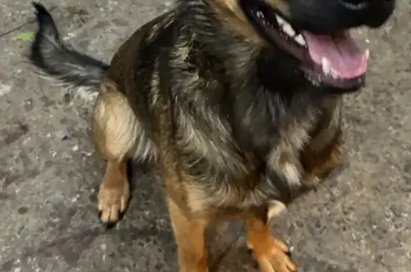 Chien trouvé , photo: Chien errant retrouvé à Ploudiry