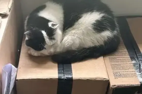 Chatte perdue Clochette, noire et blanche - photo