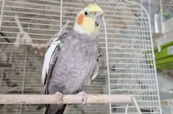 Ave Perdida en Fuenlabrada: Anilla Negra