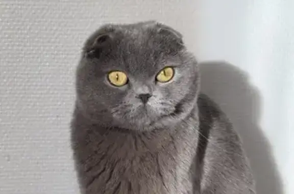 Chat perdu, L'Isle-Jourdain, photo: Chatte grise perdue à L'Isle-Jourdain