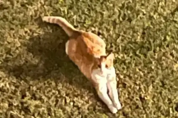 Lost pets , photo: Lost Orange Cat in San Antonio - Help!
