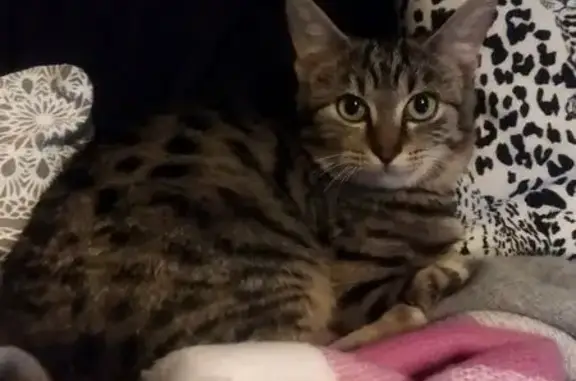 Chatte tigrée craintive perdue à Strasbourg - photo