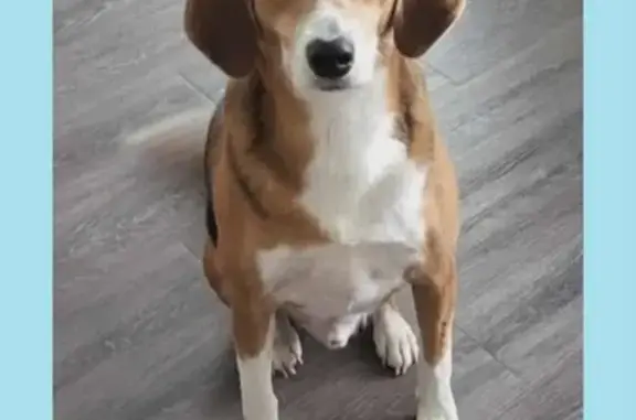 Missing dog Ridgeville, photo: Lost Dog: South Railroad Ave, Ridgeville