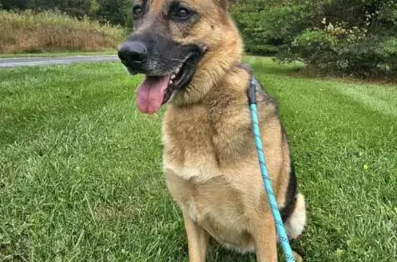 Lost Dog: Friendly Penelope Needs Help!