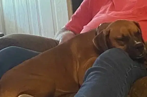 Lost pets Pearl, photo: Lost Fawn Boxer Puppy on Excell Drive