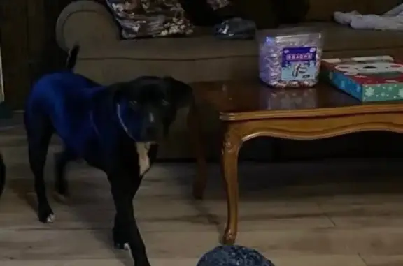 Lost pets Pearl, photo: Lost 3-Year-Old Black Dog in Pearl