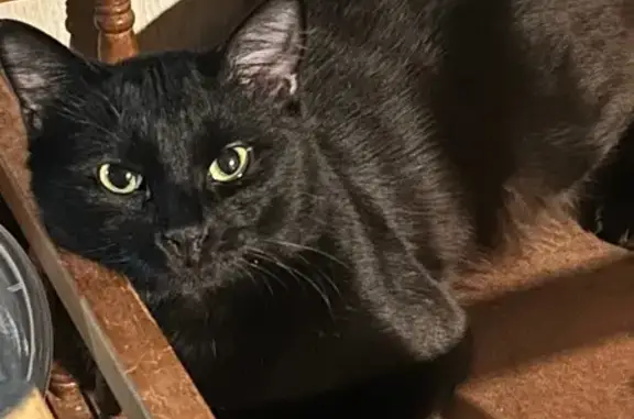 Lost Fluffy Black Cat in Mount Airy