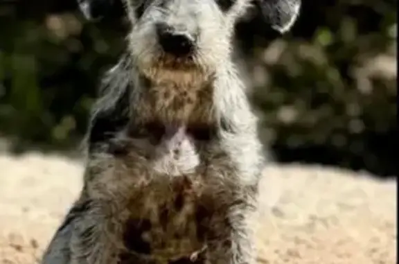 Lost pets Pearl, photo: Lost Dog: Grayish Black, Blue-Eyed Catahoula