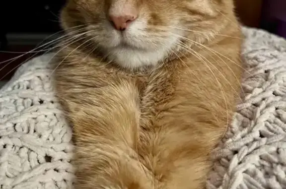 Lost and found pets Lincoln, photo: Lost Yellow Tabby Cat: Help Us Find Her!