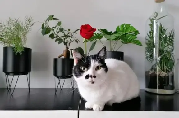 Chatte perdue noire/blanche à Escoussens - photo