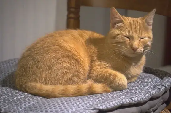 Jeune chat roux trouvé à Pontivy - photo