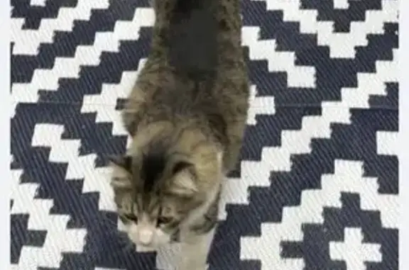 Lost and found pets Glendale, photo: Help Find Lost White & Brown Tabby Cat!