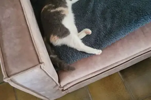Animaux trouvés Saint-Victor, photo: Chat trouvée Impasse des Camélias
