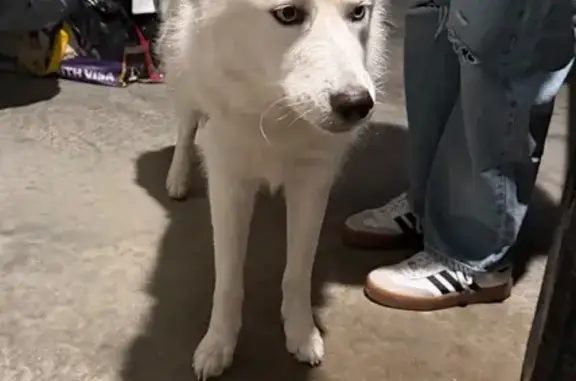 Found pets Benton, photo: Friendly Neutered Husky Found in Benton