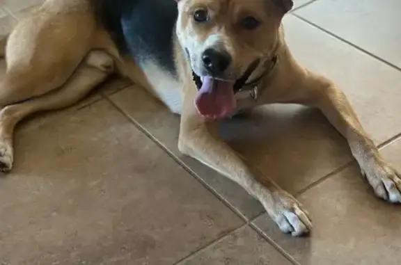 Lost pets Mississippi State, photo: Lost Skittish Dog: Black & Tan Shepard Mix